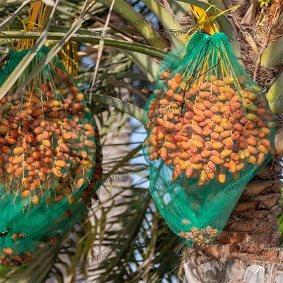 Dadelpalme tasker til salg